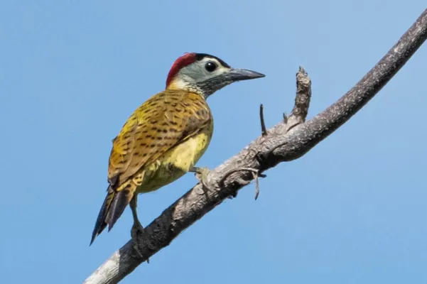 File:Colaptes punctigula 341578099.jpg