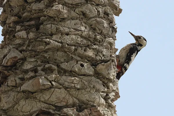 File:Dendrocopos assimilis, Bandar Abbas, Iran 1.jpg