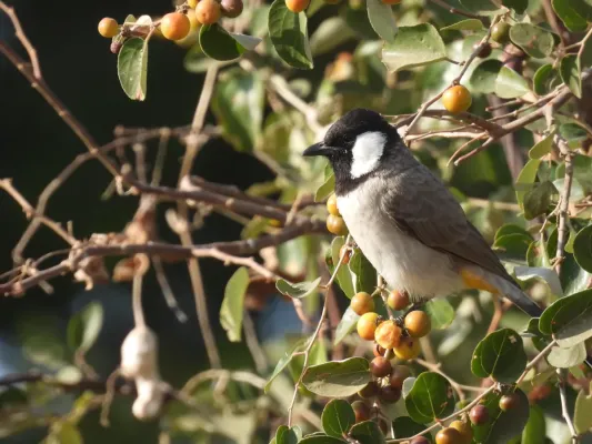 File:White-eared Bulbul (Pycnonotus leucotis) feeding on Zizyiphus fruits - seed dispersal DSCN7776.jpg