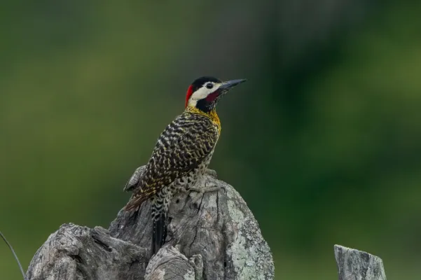 File:Colaptes melanochloros 459059118.jpg