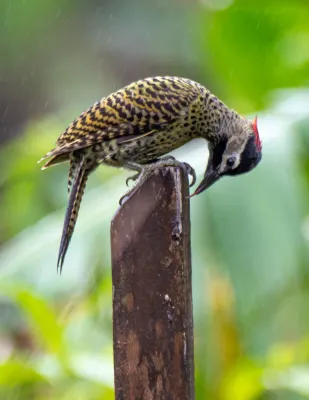 File:Colaptes melanochloros 456525189.jpg