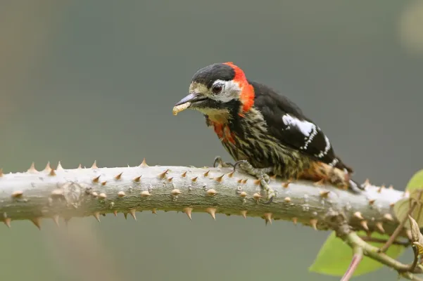 File:Dryobates cathpharius 395651076.jpg
