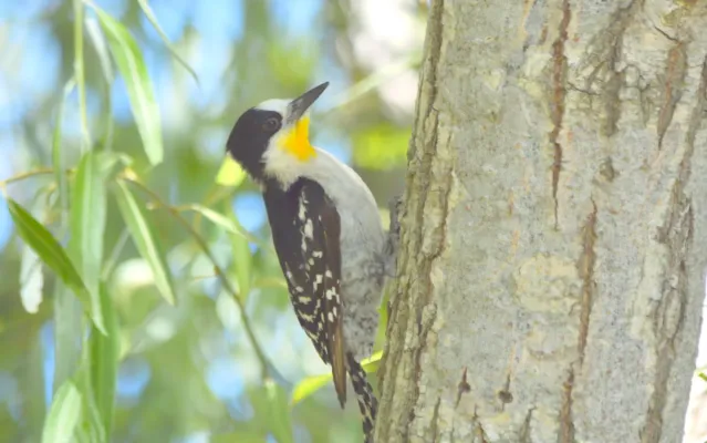 File:Melanerpes cactorum 349954608.jpg