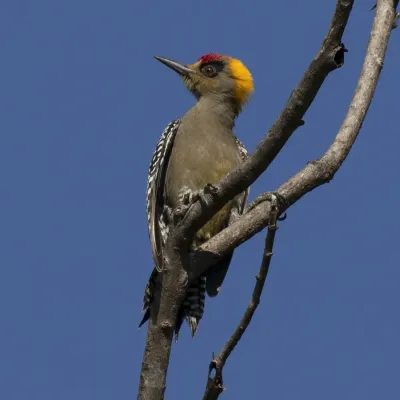 File:Melanerpes chrysogenys 459757324.jpg