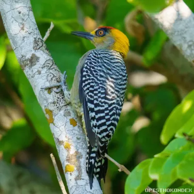 File:Melanerpes chrysogenys 447495062.jpg