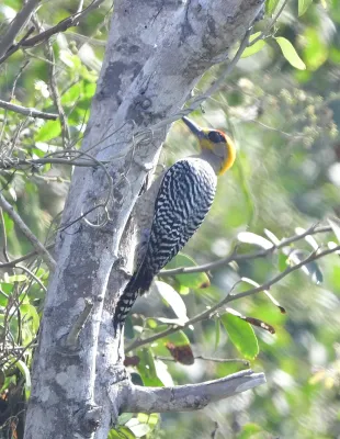 File:Melanerpes chrysogenys 371496802.jpg