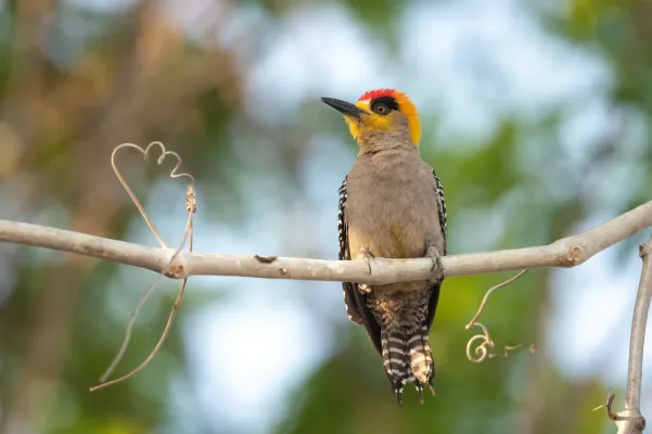 File:Melanerpes chrysogenys 339609037.jpg