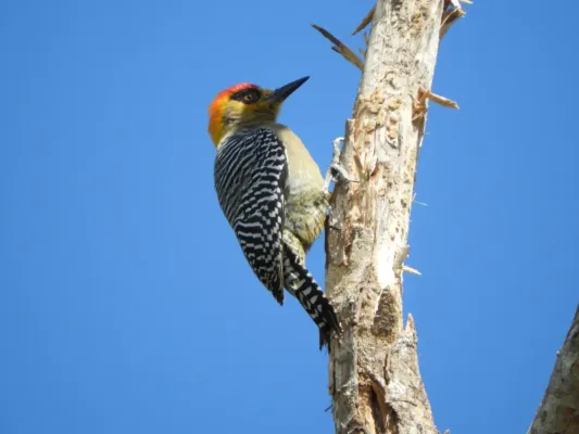 File:Melanerpes chrysogenys 259007273.jpg