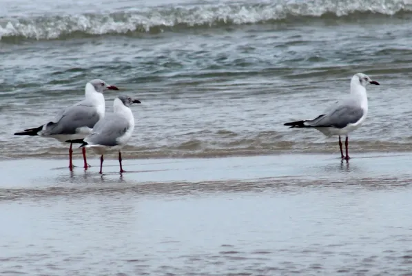 File:Chroicocephalus cirrocephalus, Tutóia, Maranhão, Brazil 1.jpg