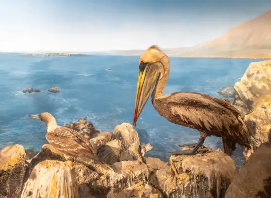 File:Figuras Sula variegata (izquierda) - Pelícano (derecha) A74348220250105.jpg