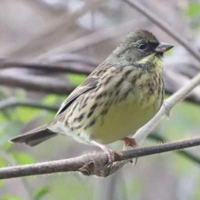 File:Emberiza spodocephala personata (male s15).jpg