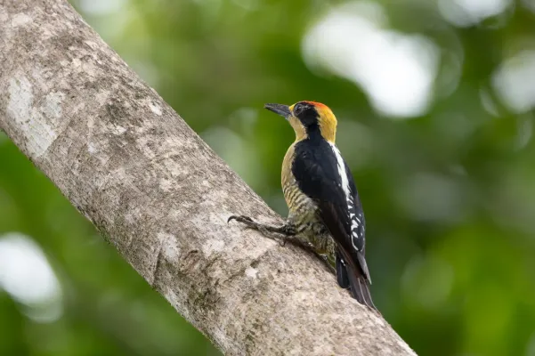 File:Melanerpes chrysauchen 424304841.jpg