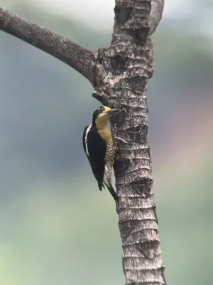 File:Melanerpes chrysauchen 364988183.jpg