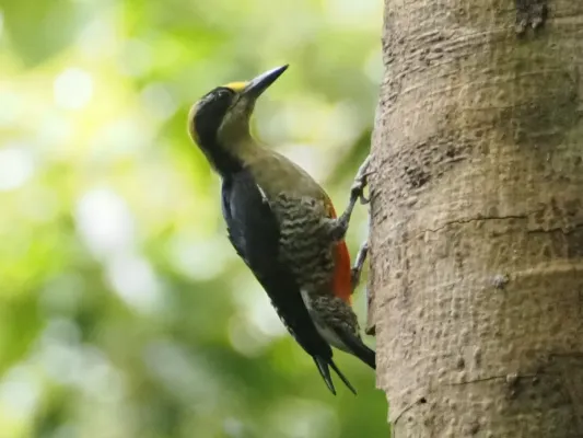 File:Melanerpes chrysauchen 351842503.jpg