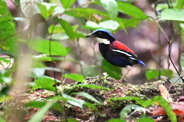 File:Hydrornis baudii 455380240.jpg