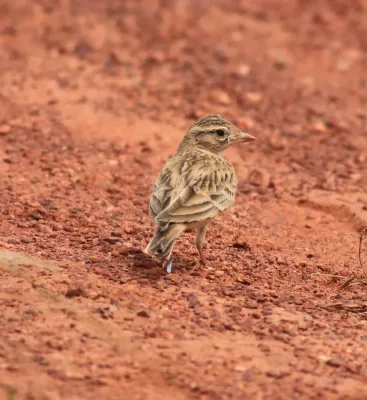 File:Mongolian Short-toed Lark (Calandrella dukhunensis).jpg