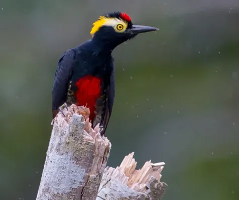 File:Melanerpes cruentatus Yellow-tufted Woodpecker (cropped).jpg