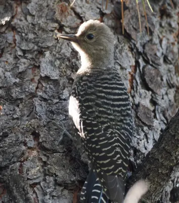 File:Sphyrapicus thyroideus 414100125.jpg