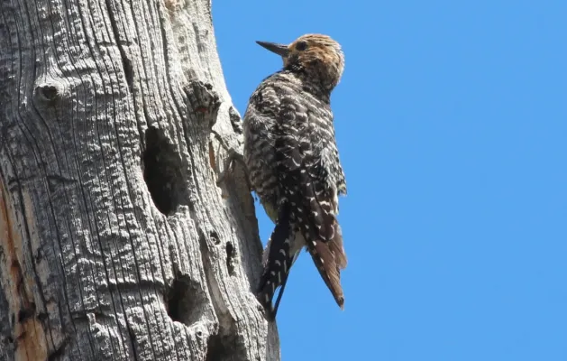 File:Sphyrapicus thyroideus 364649660.jpg
