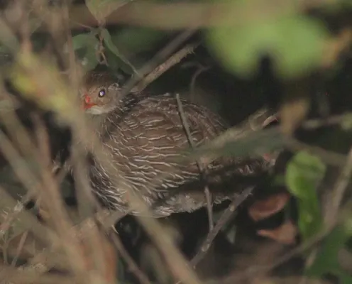 File:Pternistis ahantensis 345046900.jpg