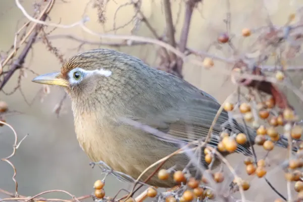 File:Garrulax canorus in Aichi.jpg