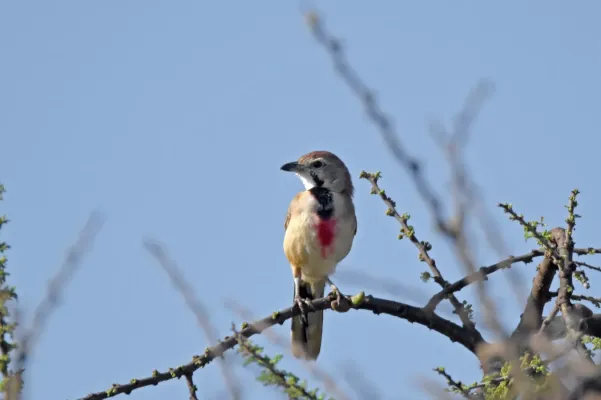 File:Rhodophoneus cruentus 181621782.jpg