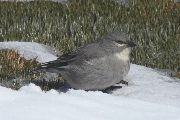 File:Idiopsar speculifer 116531674.jpg
