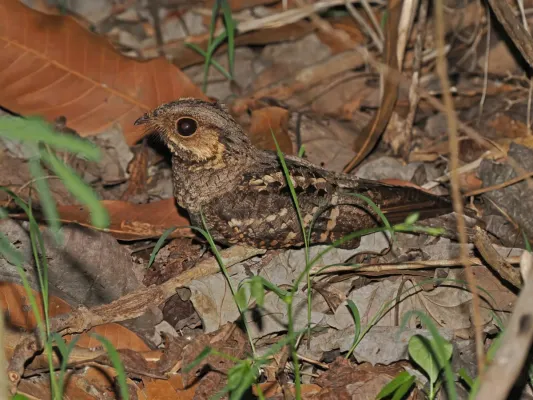 File:Caprimulgus meesi - November 2024.jpg