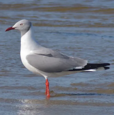 File:Chroicocephalus cirrocephalus, Cassino, Rio Grande do Sul, Brazil 1.jpg