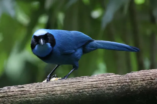 File:Cyanolyca turcosa 343662241.jpg