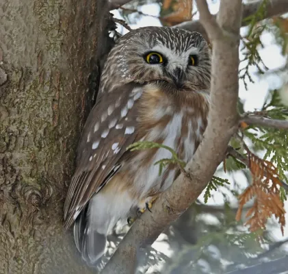 File:Aegolius acadicus Downsview Park Toronto.jpg