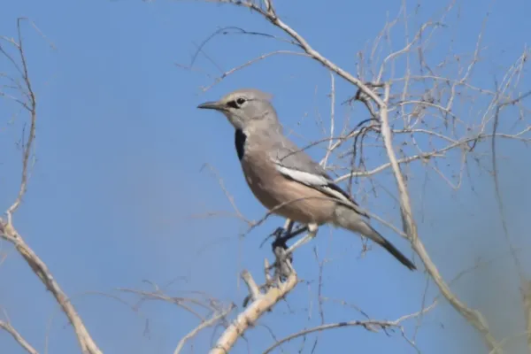 File:Podoces panderi 387879536.jpg