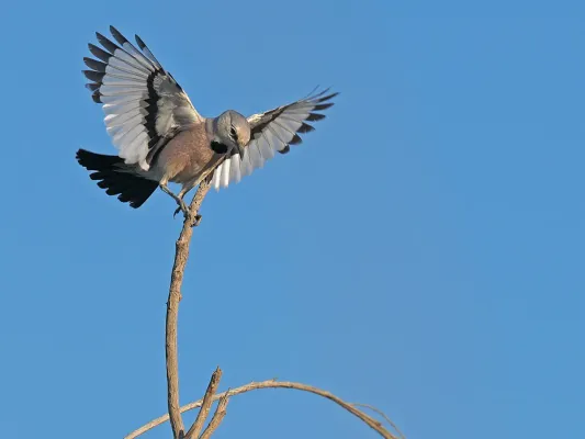 File:Podoces panderi 338957760.jpg