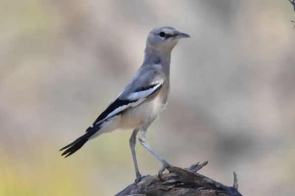 File:Podoces panderi 208429891.jpg