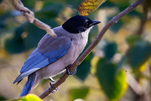 File:Cyanopica cyanus 457363983.jpg