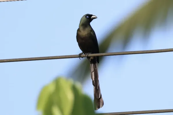 File:Crypsirina temia 352710984.jpg