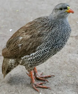 File:Natal Spurfowl (Pternistis natalensis) male.jpg