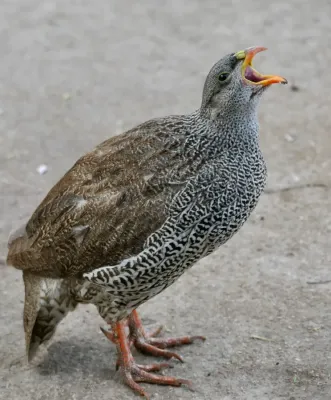 File:Natal Spurfowl (Pternistis natalensis), male calling.jpg