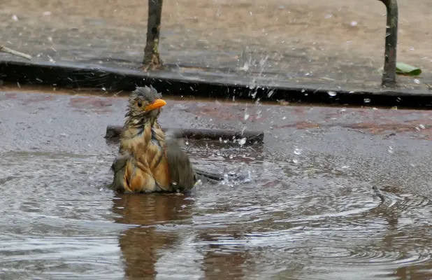 File:Kurrichane Thrush (Turdus libonyana), bathing after the big storm of the previous night.jpg