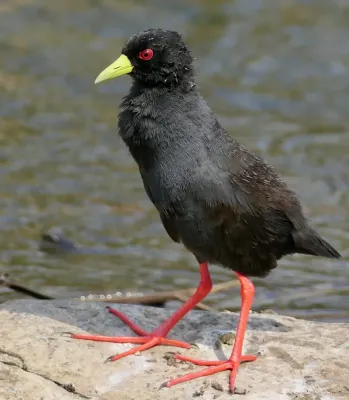 File:Black Crake (Zapornia flavirostra).jpg