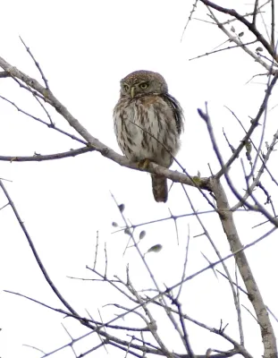 File:Pearl-spotted Owlet (Glaucidium perlatum).jpg