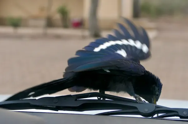 File:Common Scimitarbill (Rhinopomastus cyanomelas) on my wiper ... - 54094567036.jpg