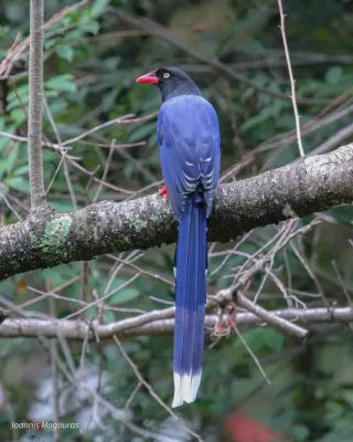File:Urocissa caerulea 461944834.jpg