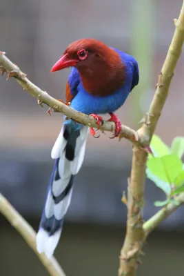 File:Urocissa ornata 92428280.jpg