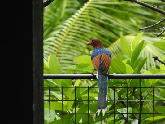File:Urocissa ornata 385562550.jpg