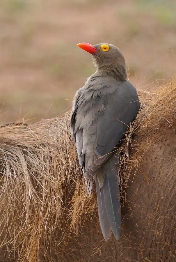 File:Red-billed Oxpecker (Buphagus erythroryncha) on warthog's back ... (54103364372).jpg