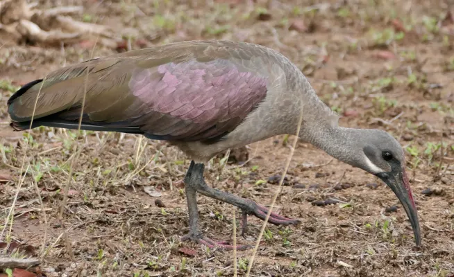 File:Hadada Ibis (Bostrychia hagedash) (54104223686).jpg