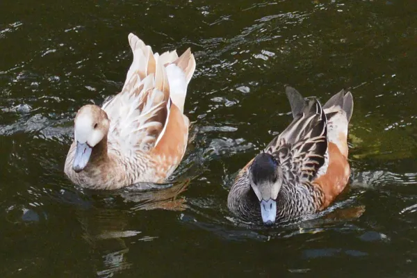 File:Chiloe Wigeons (Mareca sibilatrix) - London, England 2023-10-26.jpg