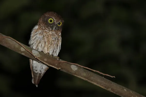File:Ninox burhani - September 2024.jpg