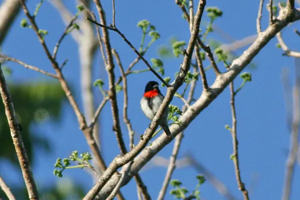File:Blood-breasted Flowerpecker(Dicaeum sanguinolentum).jpg